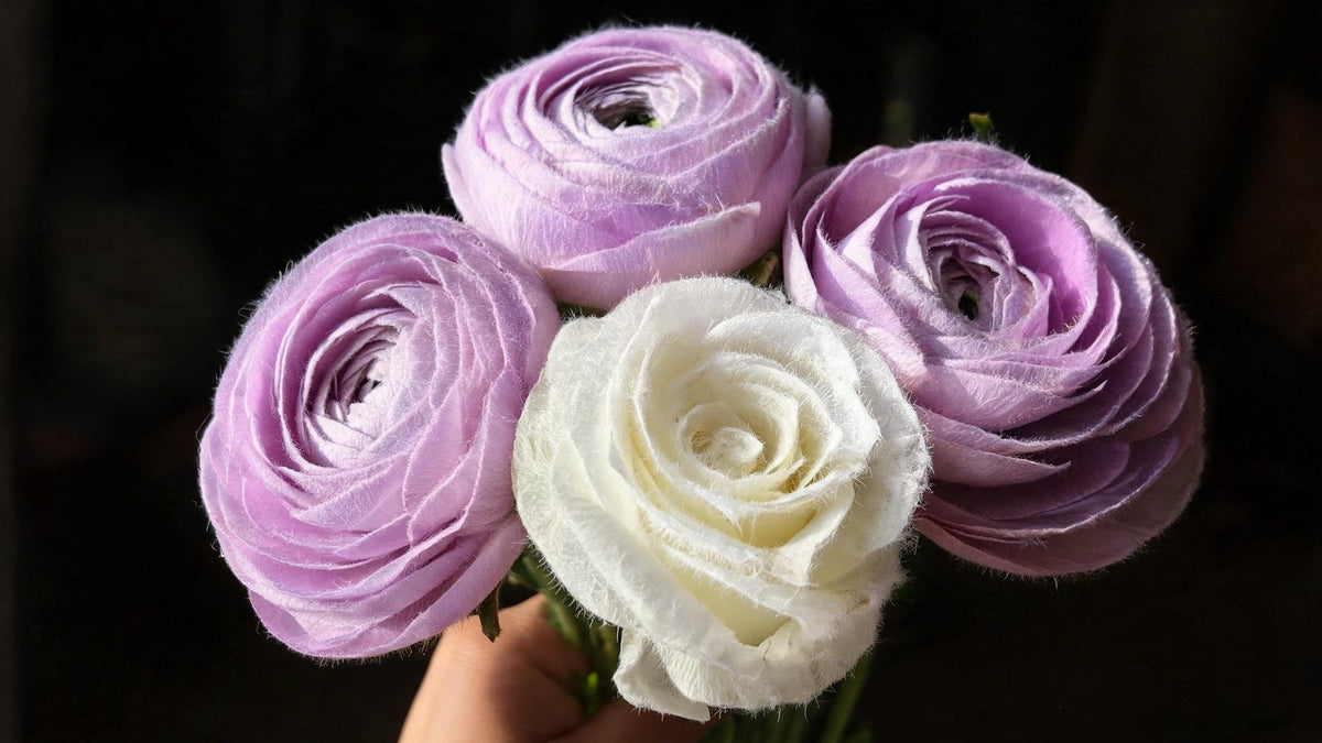 Close-up of flocked ranunculus stems showing velvety petals