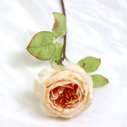 FSARCAN Diana-Style Antique-Edge Rose — Champagne