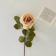 FSARCAN Antique-Edge Rose — Champagne