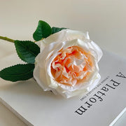 FSARCAN Austin-Style Rose — Champagne