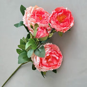 FSARCAN 4-Bloom Peony — Pink Center