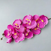 FSARCAN 8-Bloom Autumn Phalaenopsis Orchid — Spring Deep Purple