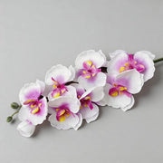 FSARCAN 8-Bloom Autumn Phalaenopsis Orchid — Spring White Purple