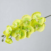 FSARCAN 8-Bloom Autumn Phalaenopsis Orchid — Spring Green