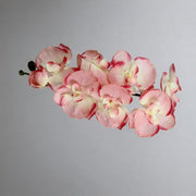 FSARCAN 8-Bloom Autumn Phalaenopsis Orchid — Autumn Pink