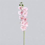 FSARCAN 9-Bloom Phalaenopsis Orchid — Pale Pink