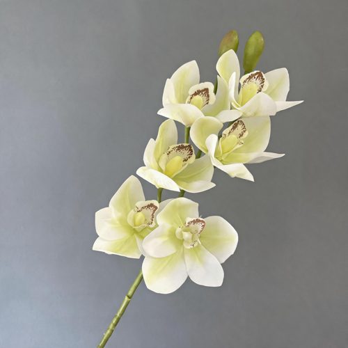 FSARCAN Large-Bloom Cymbidium Orchid — Cream White