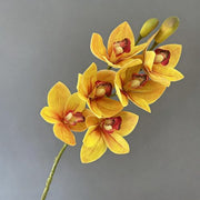 FSARCAN Large-Bloom Cymbidium Orchid — Orange