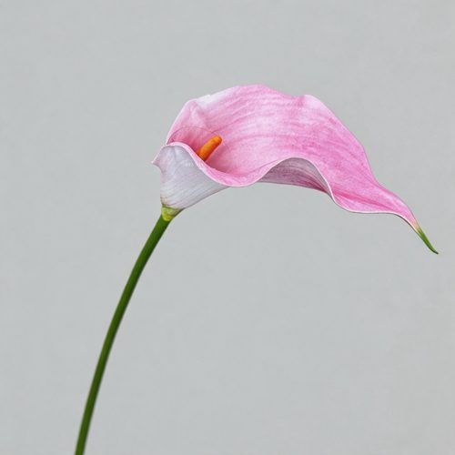 FSARCAN Large Calla Lily — Pink