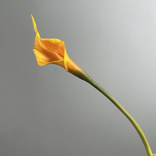 FSARCAN Slender-Tip Calla Lily — Orange