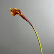 FSARCAN Slender-Tip Calla Lily — Burgundy