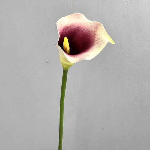 FSARCAN Calla Lily — Taro Purple