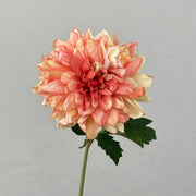 FSARCAN Antique-Edge Dahlia — Champagne Pink