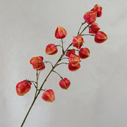 FSARCAN Chinese Lantern Branch — Rose Red