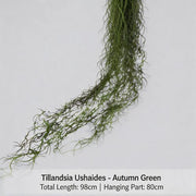 FSARCAN Trailing Grass Spray — Autumn Green