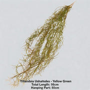 FSARCAN Trailing Grass Spray — Yellow Green