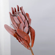 Dark Coffee — Flocked Artificial Vintage Protea — 53 cm