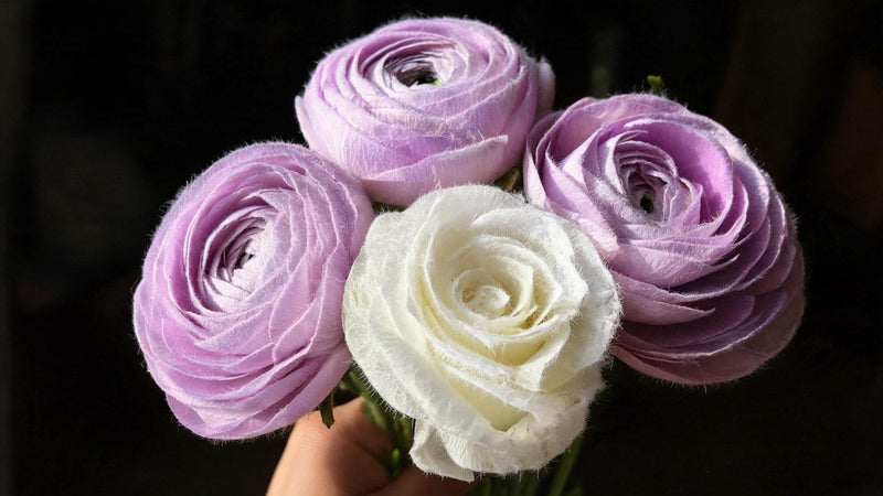 Close-up of flocked ranunculus stems showing velvety petals