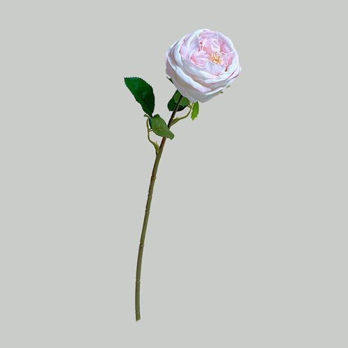 FSARCAN Austin-Style Rose — Cream Pink