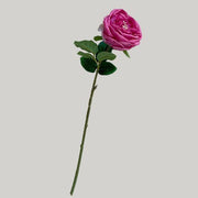 FSARCAN Austin-Style Rose — Rose Red