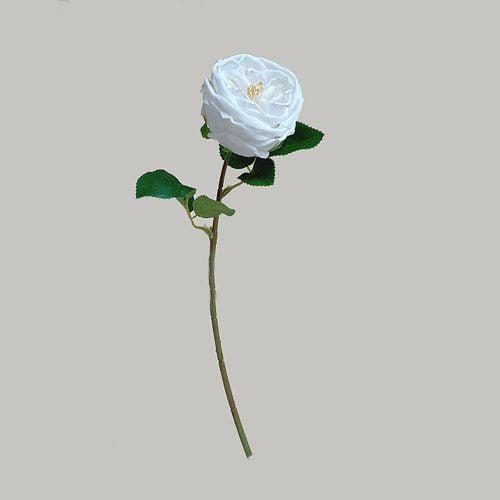 FSARCAN Austin-Style Rose — White