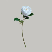 FSARCAN Austin-Style Rose — White