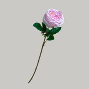 FSARCAN Austin-Style Rose — Pink