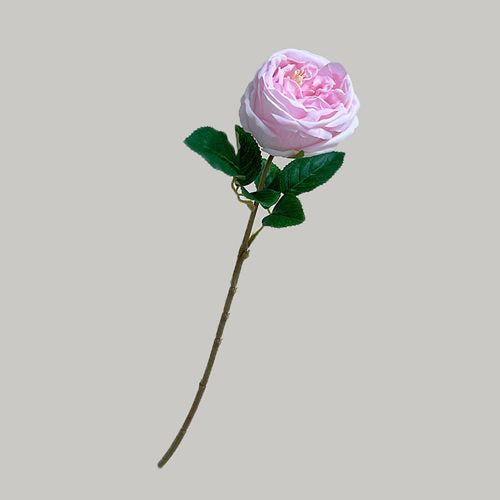 FSARCAN Austin-Style Rose — Pink