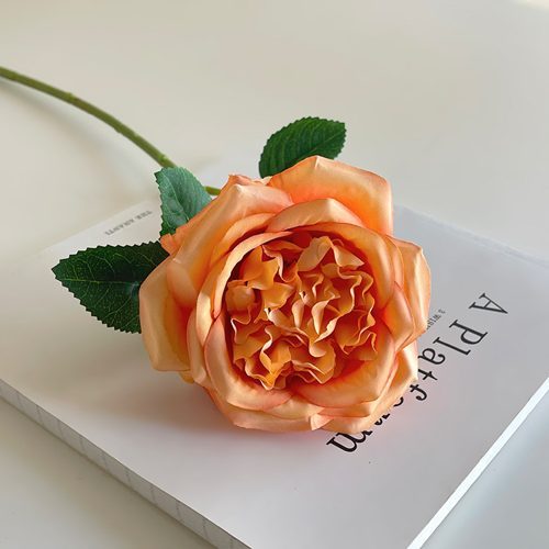 FSARCAN Austin-Style Rose — Orange