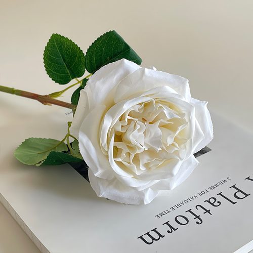 FSARCAN Austin-Style Rose — White