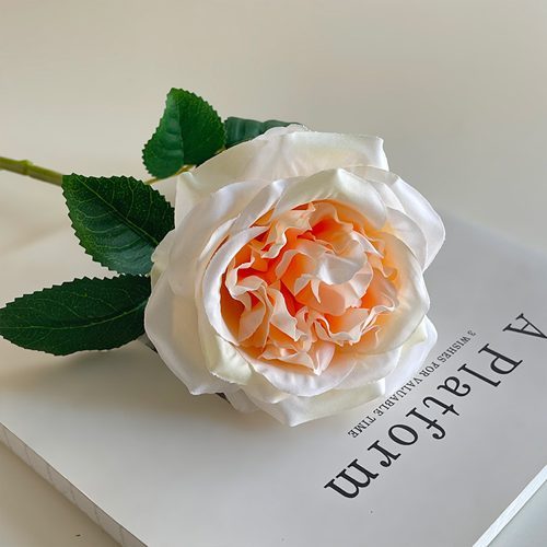 FSARCAN Austin-Style Rose — Champagne