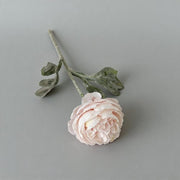 FSARCAN Short-Stem Ranunculus — Light Pink