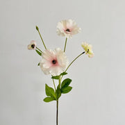 FSARCAN Butterfly Ranunculus — Champagne Pink
