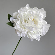 FSARCAN Large-Bloom Peony — White