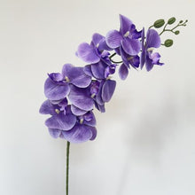 FSARCAN 9-Bloom Phalaenopsis Orchid — Bright Purple