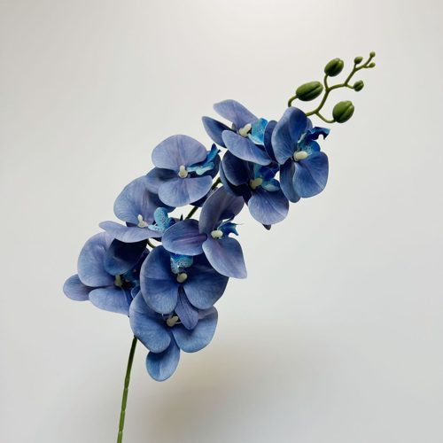FSARCAN 9-Bloom Phalaenopsis Orchid — Klein Blue