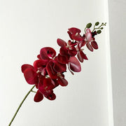 FSARCAN 9-Bloom Phalaenopsis Orchid — Bright Red