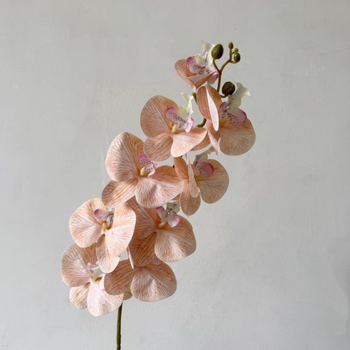 FSARCAN 9-Bloom Phalaenopsis Orchid — Wheat