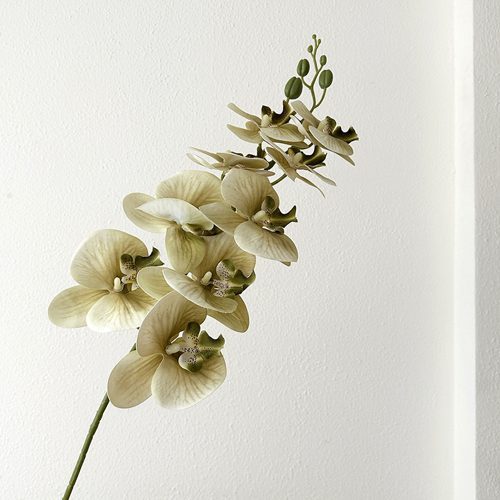 FSARCAN 9-Bloom Phalaenopsis Orchid — Matcha Green