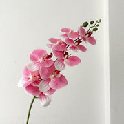 FSARCAN 9-Bloom Phalaenopsis Orchid — Peach Pink