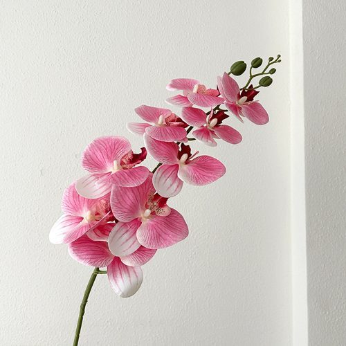 FSARCAN 9-Bloom Phalaenopsis Orchid — Peach Pink
