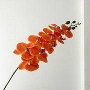FSARCAN 9-Bloom Phalaenopsis Orchid — Orange