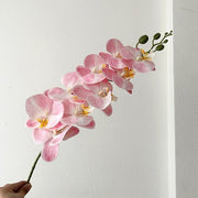 FSARCAN 9-Bloom Phalaenopsis Orchid — Light Pink