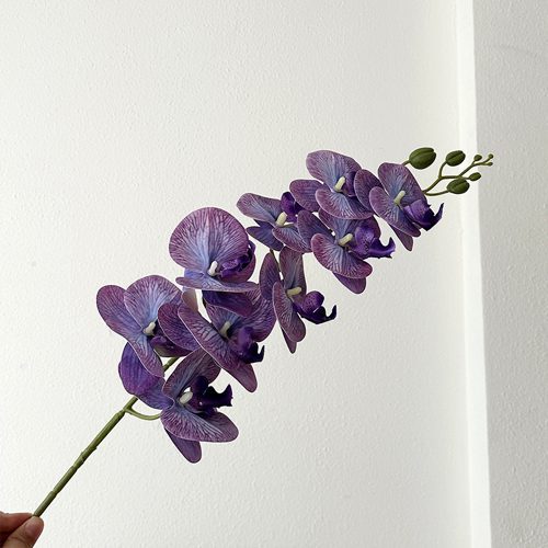 FSARCAN 9-Bloom Phalaenopsis Orchid — Smoky Purple