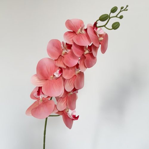 FSARCAN 9-Bloom Phalaenopsis Orchid — Amber