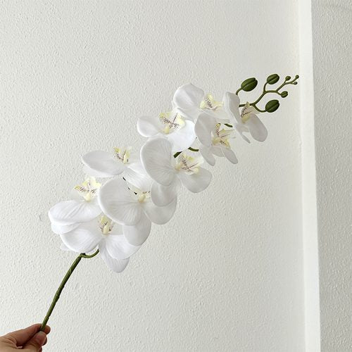 FSARCAN 9-Bloom Phalaenopsis Orchid — White