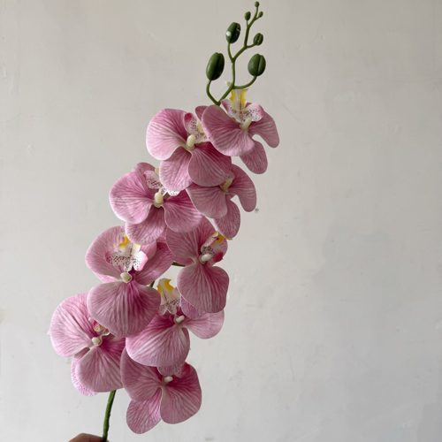 FSARCAN 9-Bloom Phalaenopsis Orchid — Dusty Rose