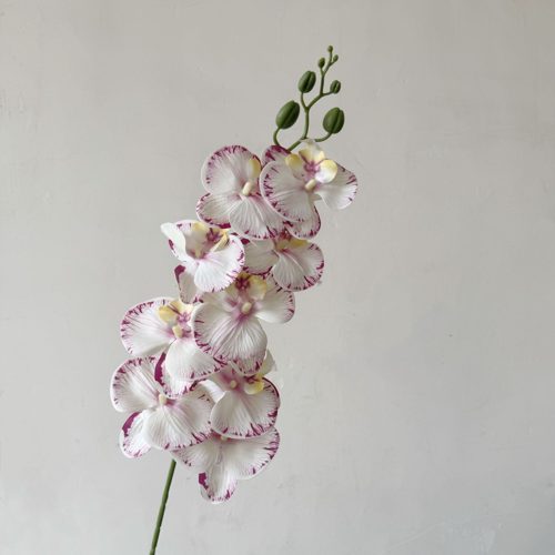 FSARCAN 9-Bloom Phalaenopsis Orchid — Purple Edges