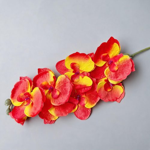 FSARCAN 8-Bloom Autumn Phalaenopsis Orchid — Spring Sunset Red