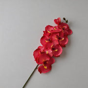 FSARCAN 8-Bloom Autumn Phalaenopsis Orchid — Spring Rose Red